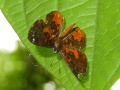 Parvospila emylius