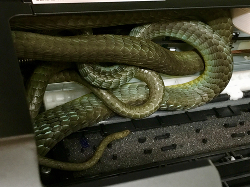 Common Tree Snake sighting