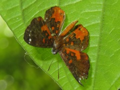 Parvospila emylius