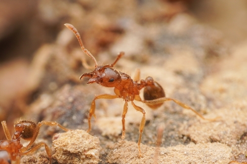 台湾冠胸蚁Lophomyrmex taivanae