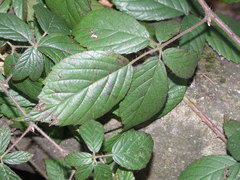 Rubus apricus