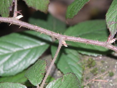 Rubus apricus