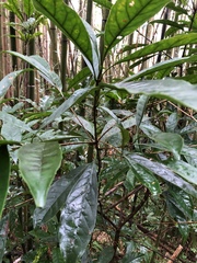 Osmanthus matsumuranus