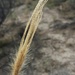 False Rhodes Grass - Photo (c) Eric Keith, some rights reserved (CC BY-NC), uploaded by Eric Keith
