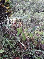 Cyrtorchis arcuata
