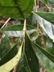 Osmanthus matsumuranus