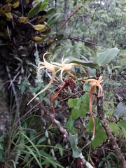 Cyrtorchis arcuata