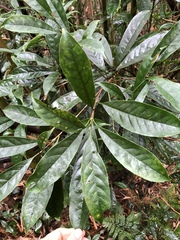 Osmanthus matsumuranus