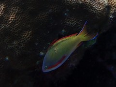 Pseudanthias huchtii
