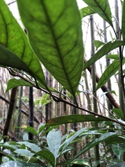 Osmanthus matsumuranus