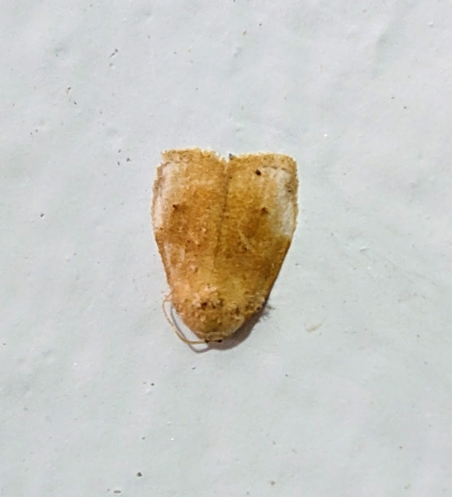 Tospitis submontana