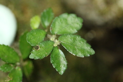 Pellionia brevifolia iNat (2)