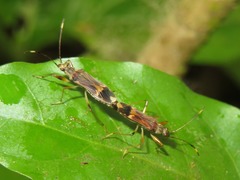 Neopamera costalis
