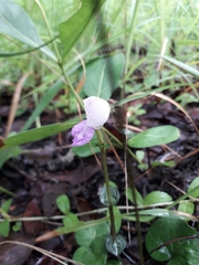 Disperis katangensis