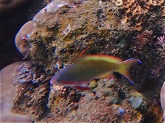 Pseudanthias huchtii
