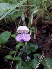 Disperis katangensis