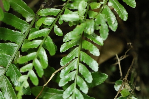 Bolbitis appendiculata, photograph 2