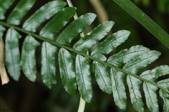 Bolbitis appendiculata, photograph author not stated, no rights reserved