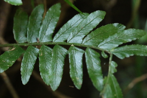 Bolbitis appendiculata, photograph 4