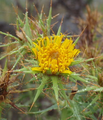 Berkheya cruciata
