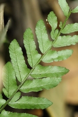 Bolbitis appendiculata, photograph author not stated, no rights reserved