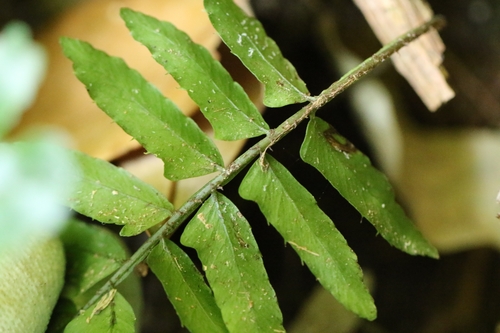 Bolbitis appendiculata, photograph 6