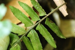 Bolbitis appendiculata, photograph author not stated, no rights reserved