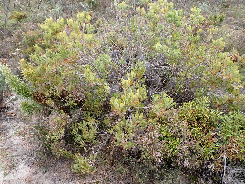 Banksia baueri; photograph (c) Em Lamond, some rights reserved (CC BY)