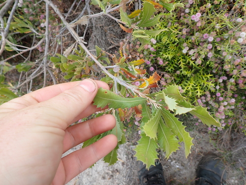 Banksia baueri, photograph 4