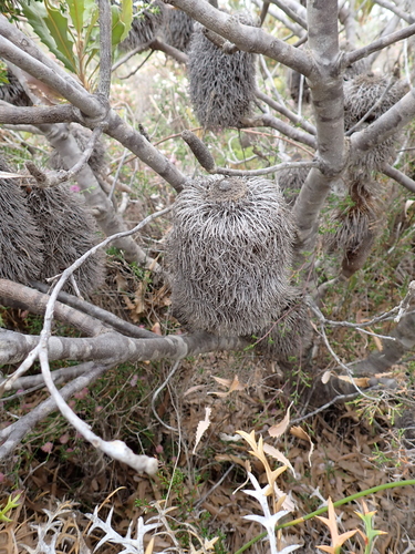 Banksia baueri, photograph 5