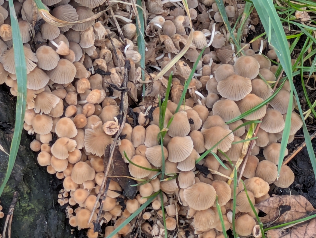 Coprinellus disseminatus · December 2025 · photo: © marco_zaccaria (iNaturalist, cc-by)
