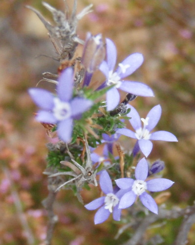 Image of Theilera guthriei by (c) Nicola van Berkel, some rights reserved (CC BY-SA)