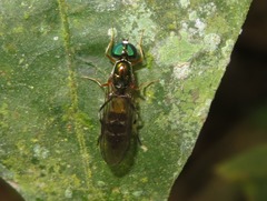 Sargus fasciatus