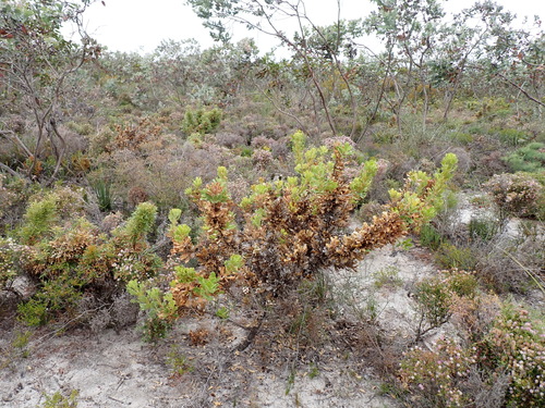 Wedge-leaved Dryandra (Banksia obovata)