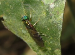 Sargus fasciatus