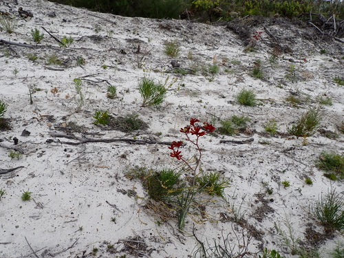 Anigozanthos rufus