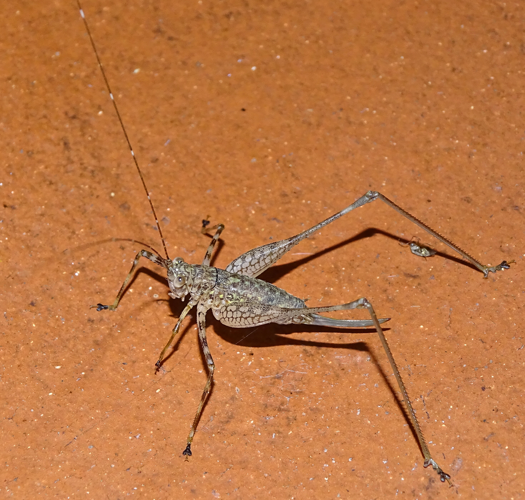 Griffiniana pedestris