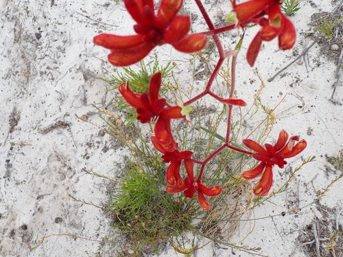 Red Kangaroo Paw (Anigozanthos rufus)