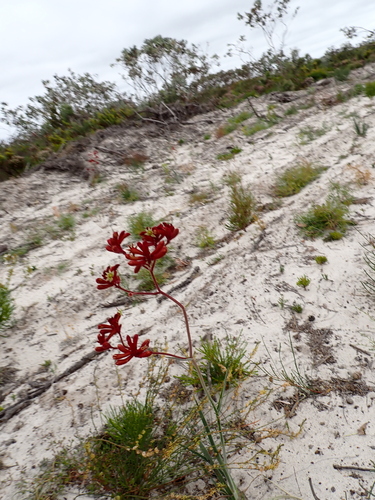 Anigozanthos rufus