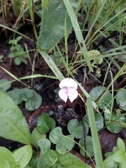 Disperis katangensis