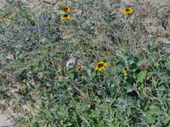 Encelia palmeri