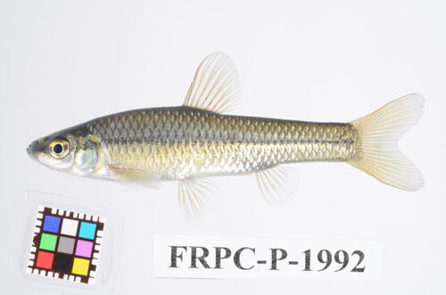 Pseudorasbora parva