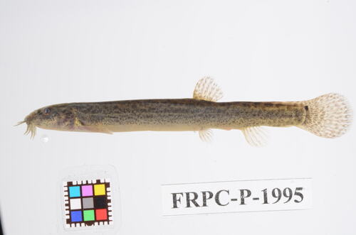 Misgurnus anguillicaudatus
