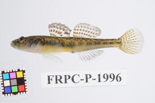 Gymnogobius castaneus