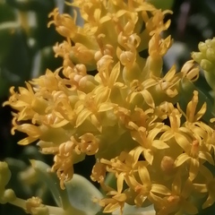 Coulterella capitata