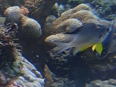 Amblyglyphidodon leucogaster