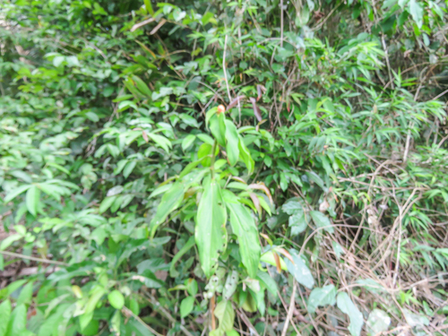 Costus scaber, photograph 3