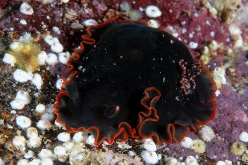 Dendrodoris fumata