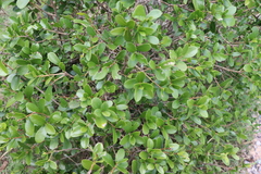 Daphnopsis racemosa