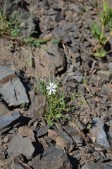 Silene kuschakewiczii